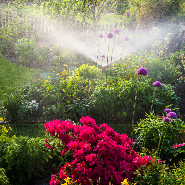 Garden with a sprinkler going