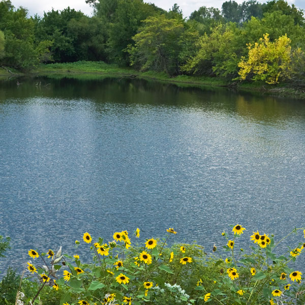 Lake with sunflowers