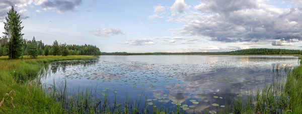 Panorama of a lake with lilypads
