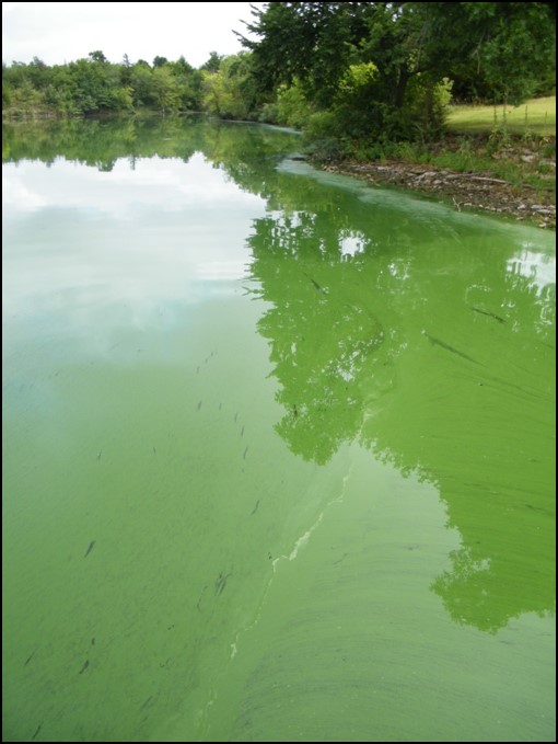 photo of lake with green algae
