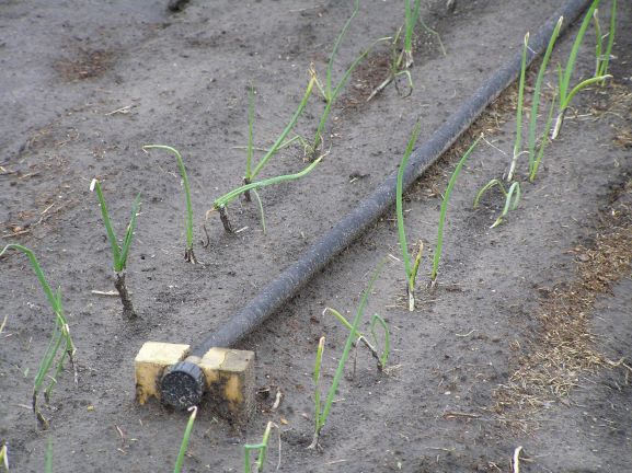 drip watering system for onions