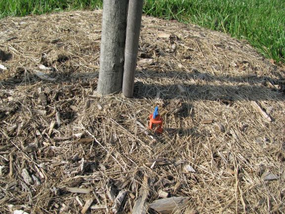 A sprinkler hose near a tree base