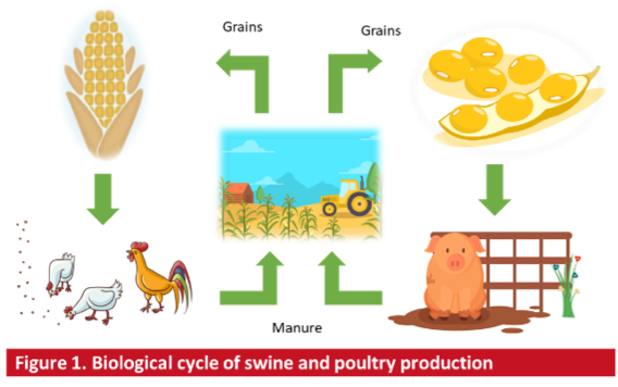 Biological cycle of swine and poultry production