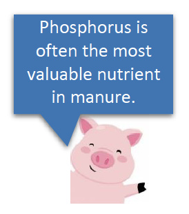 Phosphorus is often the most valuable nutrient in manure
