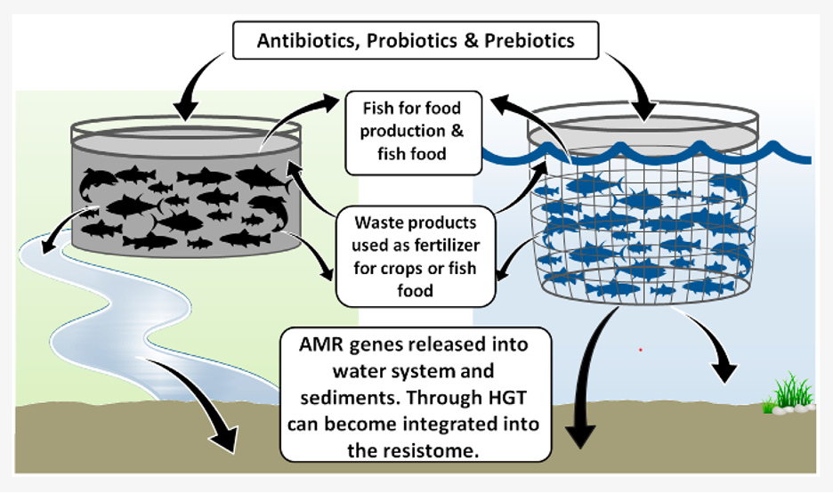Movement of Antimicrobials in Aquaculture (graphic source: Watts et. al., 2017)