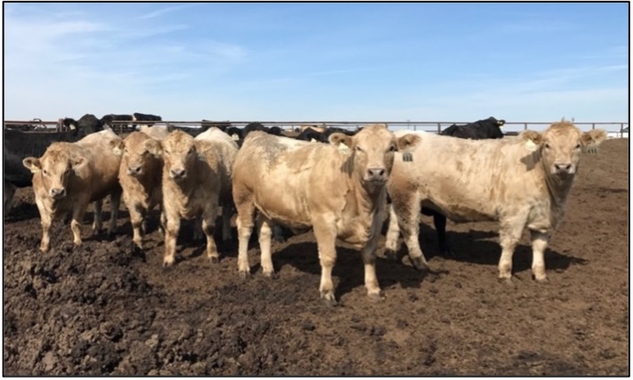 Cows Standing