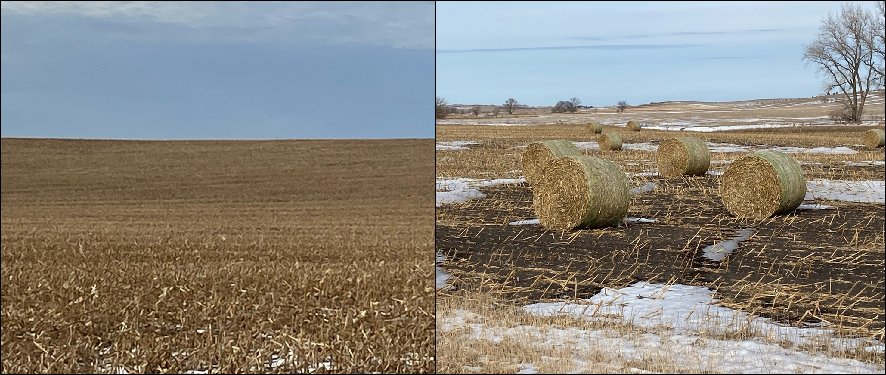 Corn field prior to baling residues (left) and field stripped by baling corn stalk residues (right).