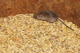 Mouse in feed