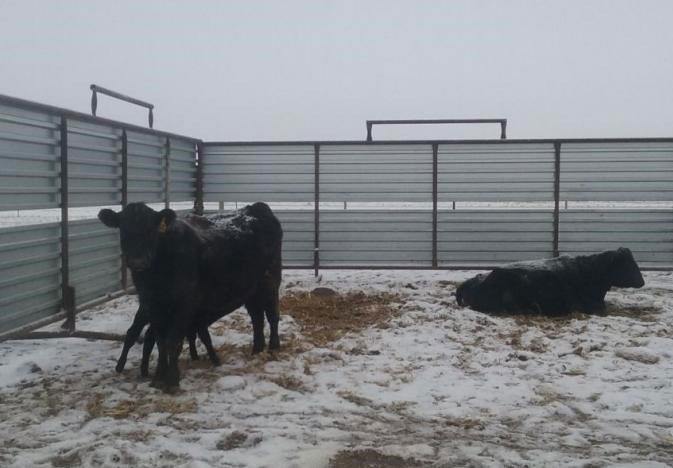 Cows during winter