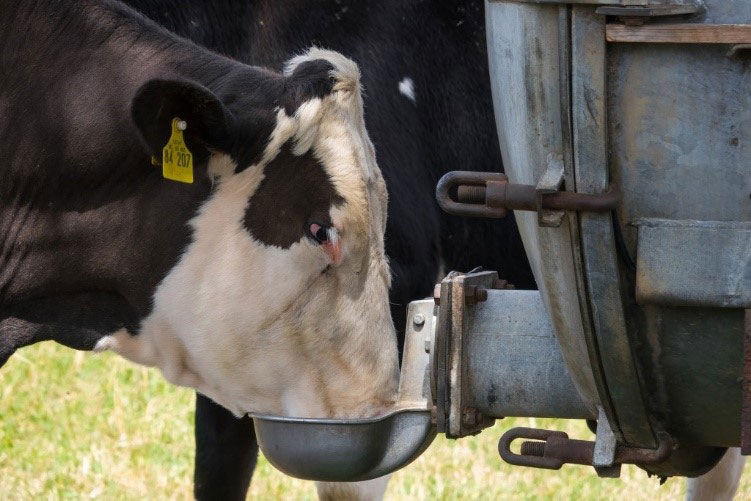 Cow drinking water