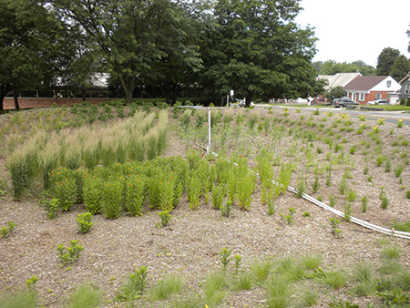 photo of bioretention garden