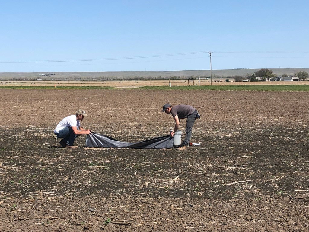 Workers in a field