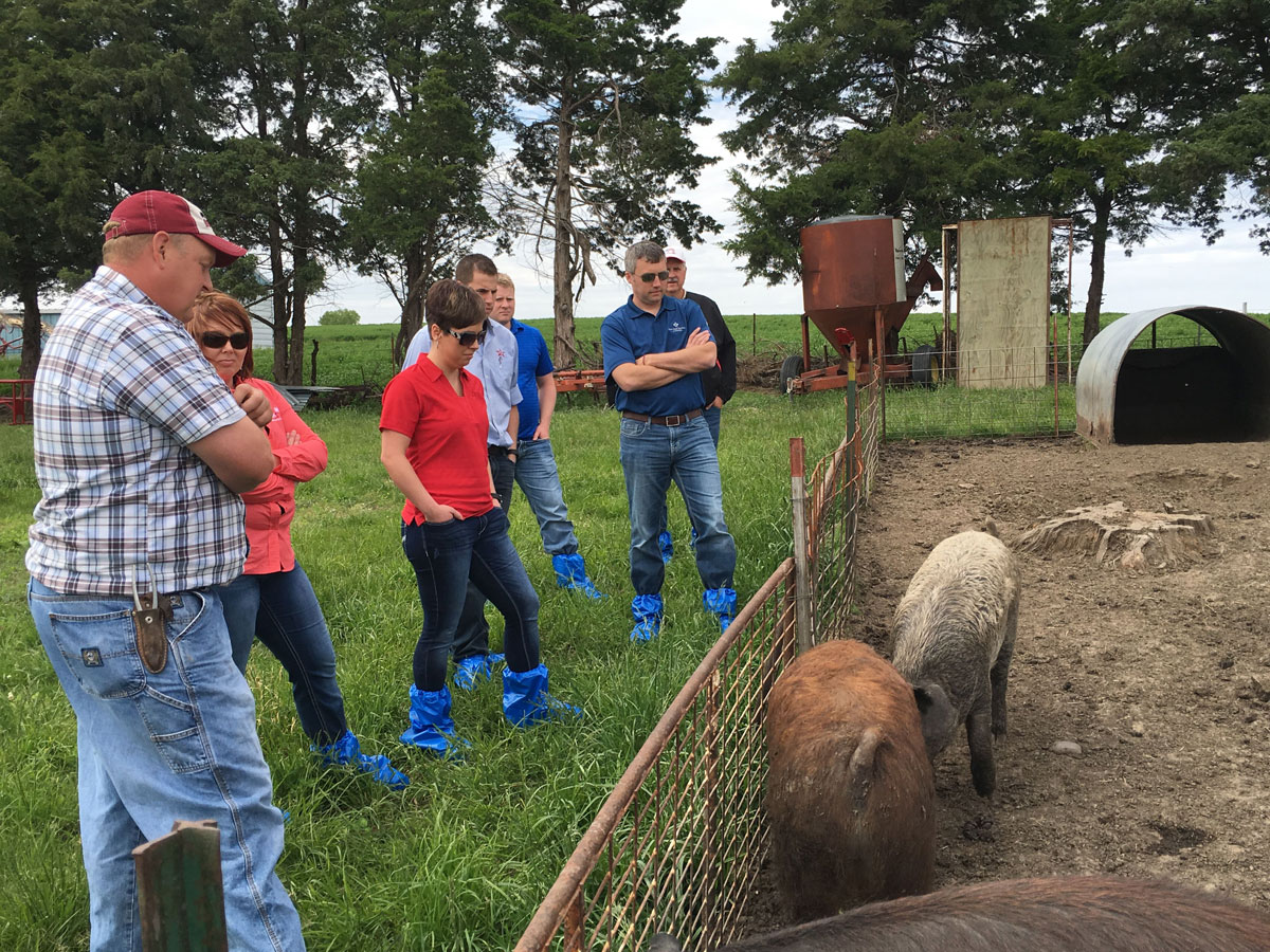 group of people looking at pigs in a pen