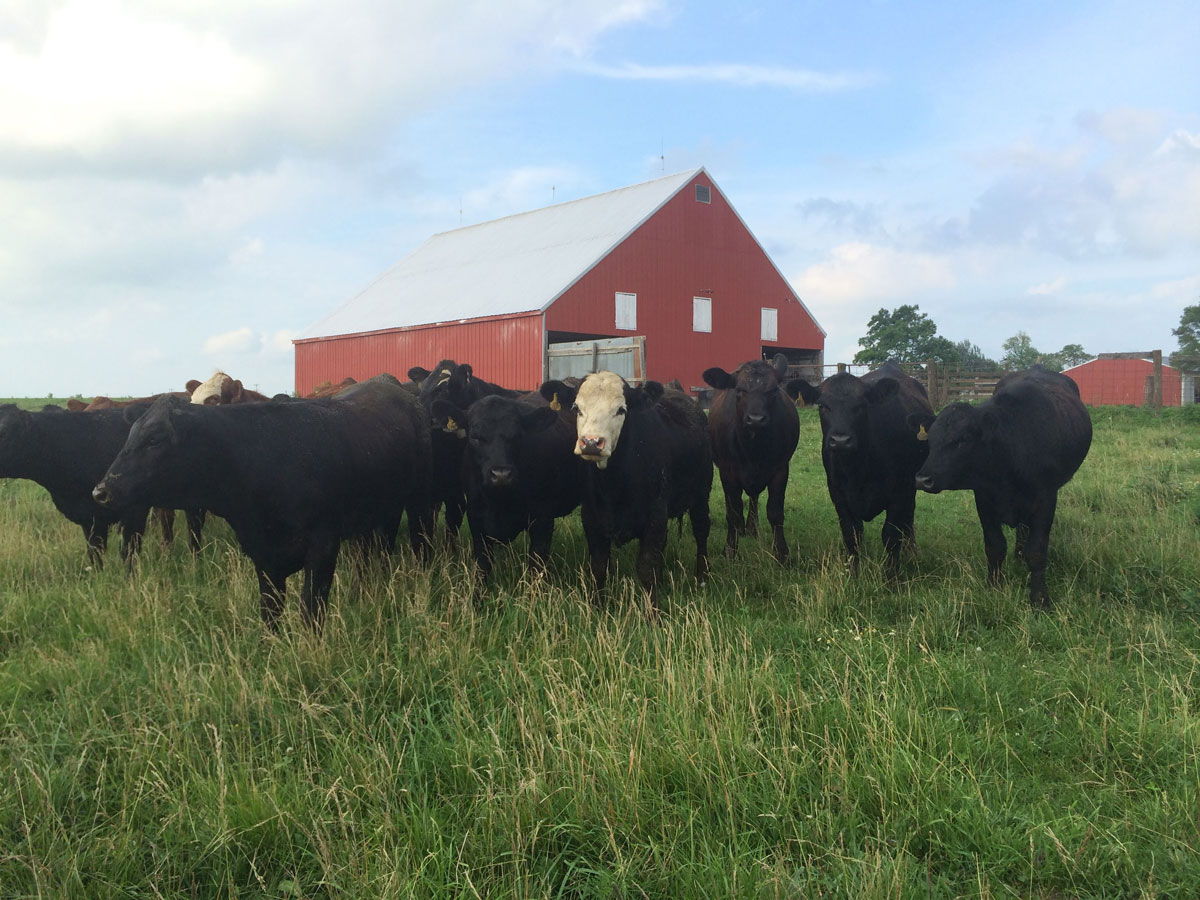 group of cattle in a field