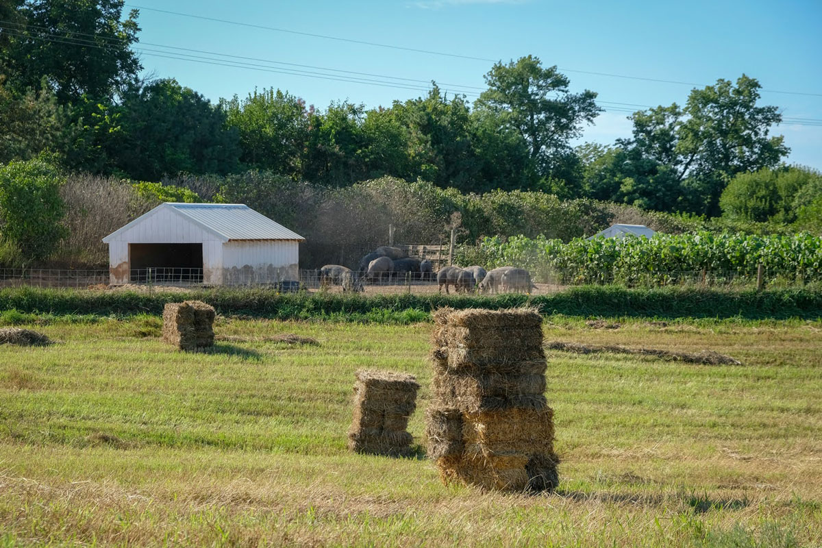 hay bales in a field