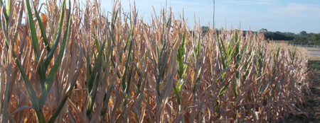Dry cornstalks in Nebraska 2012