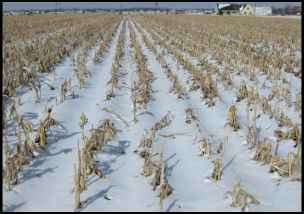 crop residue in standing snow