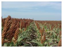 Photo comparing 2 sorghum field rows