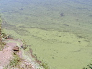 toxic algae on pond