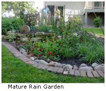 rain garden photo