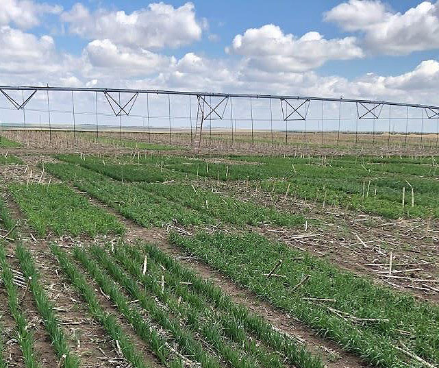 photo of cover crop variety trial at Sidney, Nebraska.