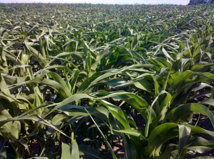 Corn leaf rolling is the primary symptom of drought, and yield loss estimates are assumed when drought stress occurs for four consecutive days or more. (Photo courtesy Iowa State University Extension and Outreach)