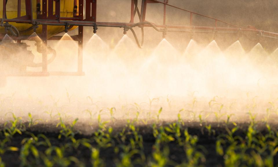 Photo of corn crop being sprayed