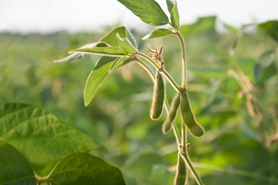 close-up of a soybean plant