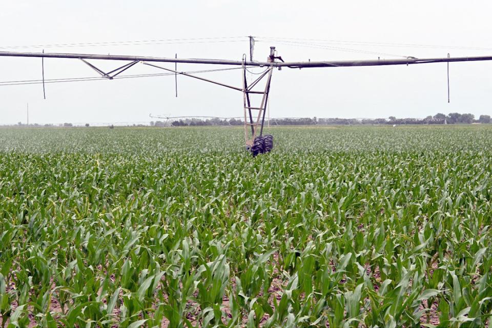 center pivot in corn field