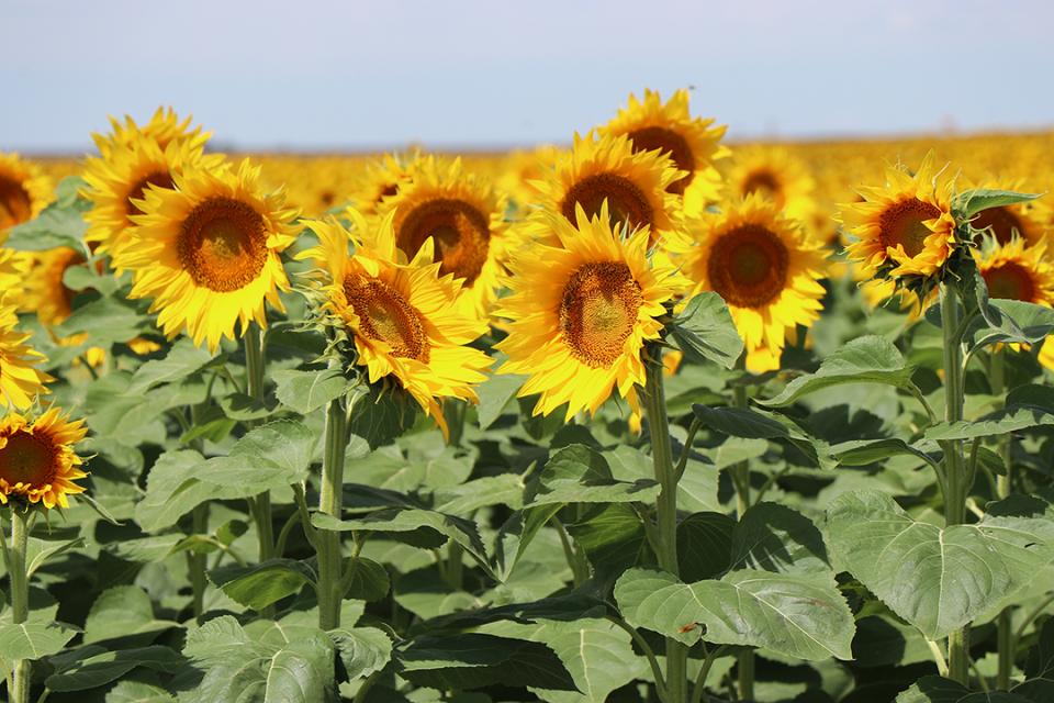 A sunflower field blooming in Box Butte County. (Photo by CHabella Guzman)