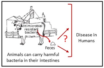 graphic with question posed as to whether human diseases can be caused by manure