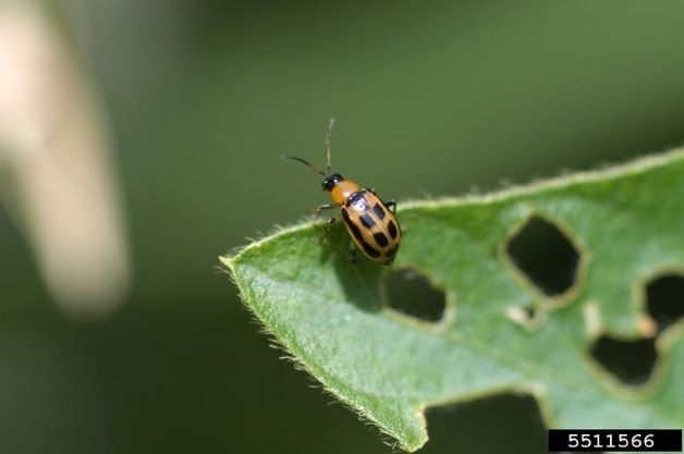 Adult bean leaf beetle, Ward Upham, Kansas State University, Bugwood.org