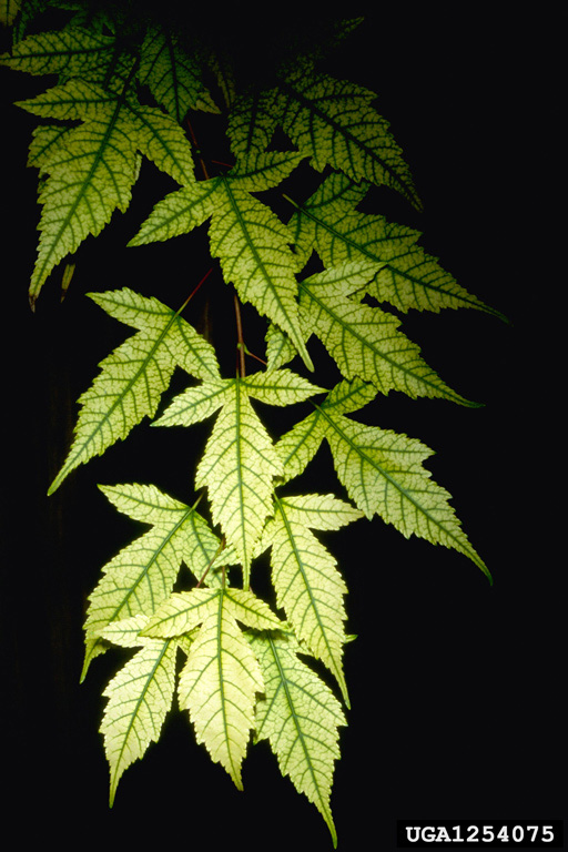 Chlorosis on a maple