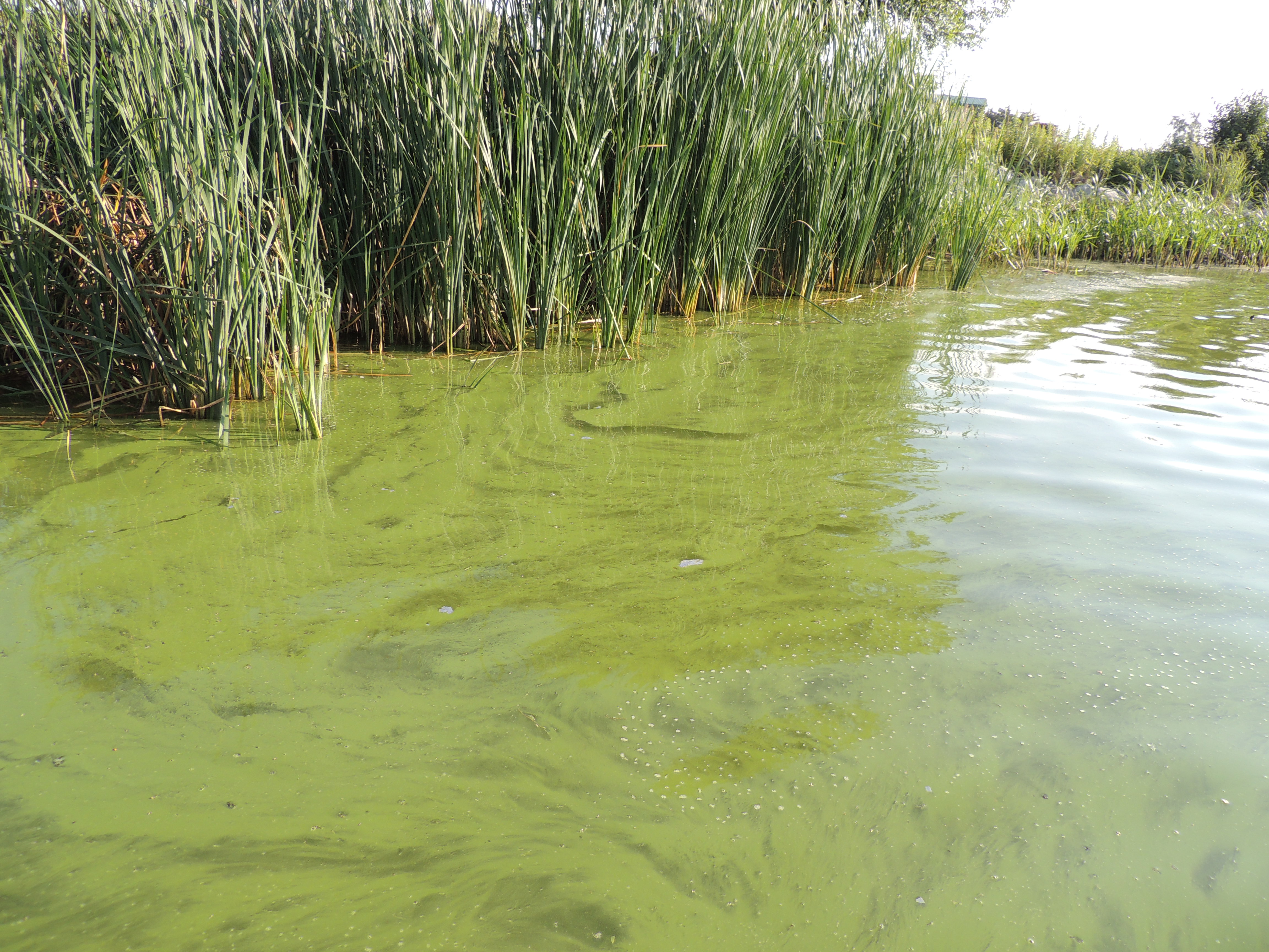 a lake with algae