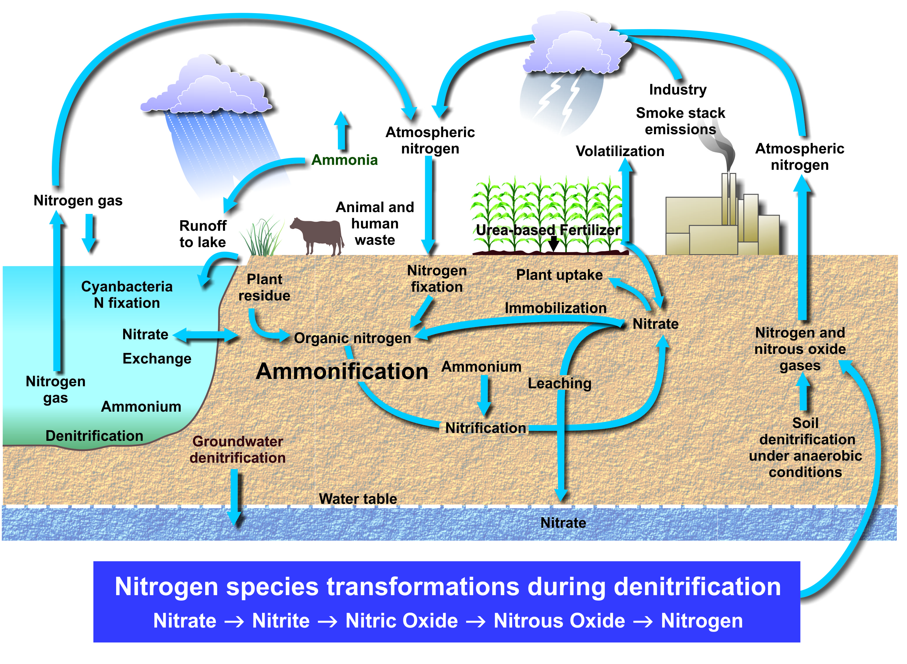 Diagram of the Nitrogen cycle