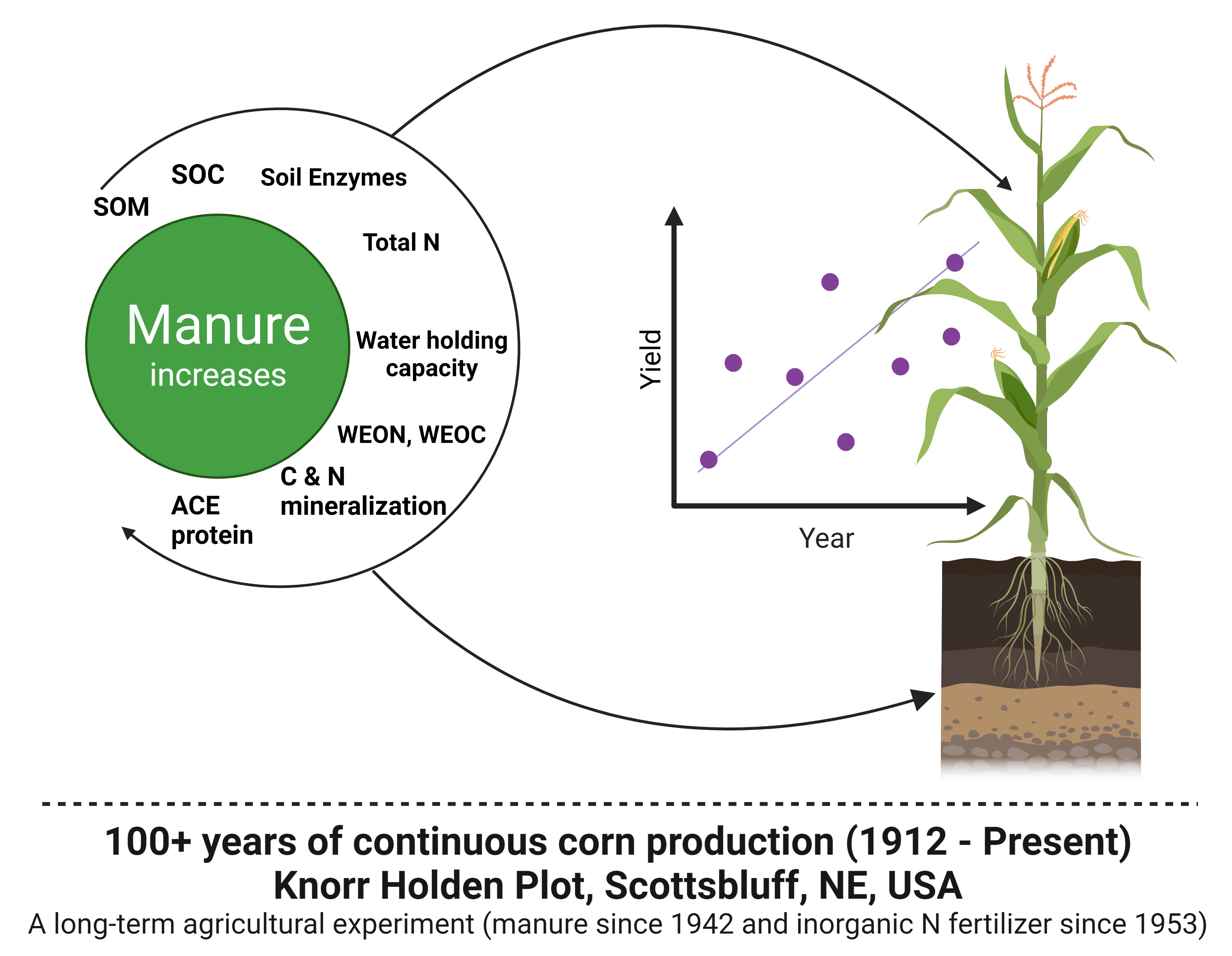 Image showing different manure benefits to corn production