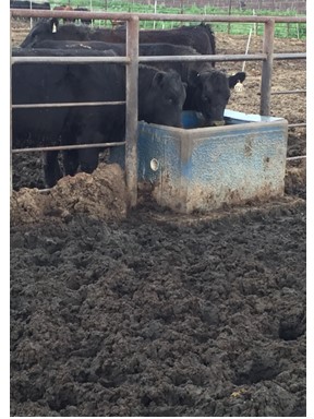 Muddy feedlot conditions common in Nebraska in 2019 lead to poor animal performance, some health issues, and increased odors as temperatures warm. What are your options for minimizing these challenges?