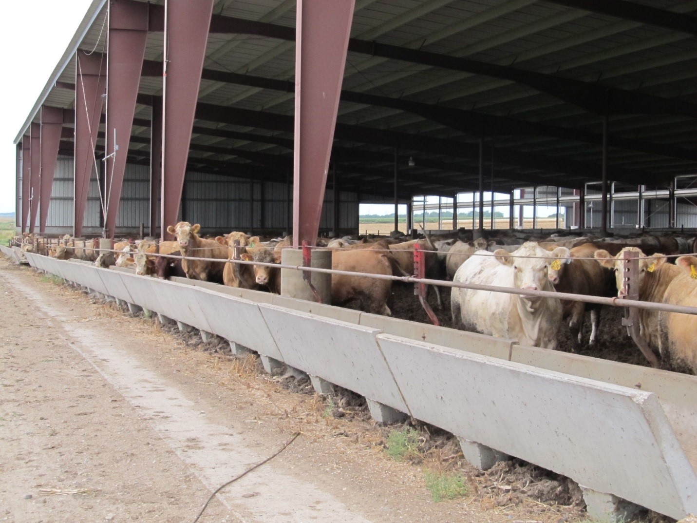 Confined beef cattle operations for more than 200 head may be subject to ammonia emissions reporting requirements under CERCLA and EPCRA.