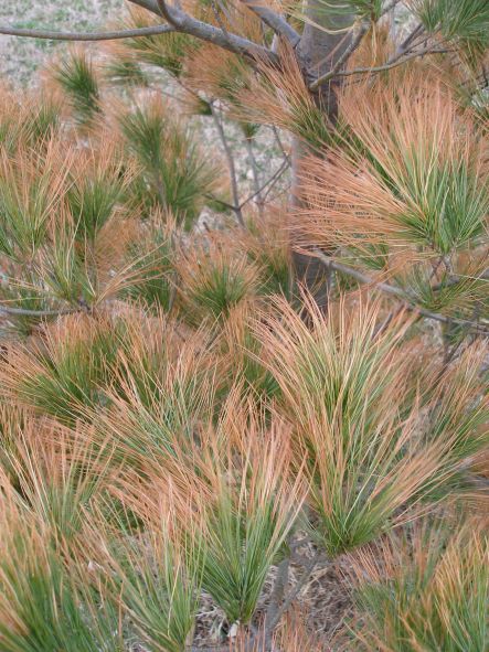 Winter desiccation of white pine, Pinus strobus, needles.