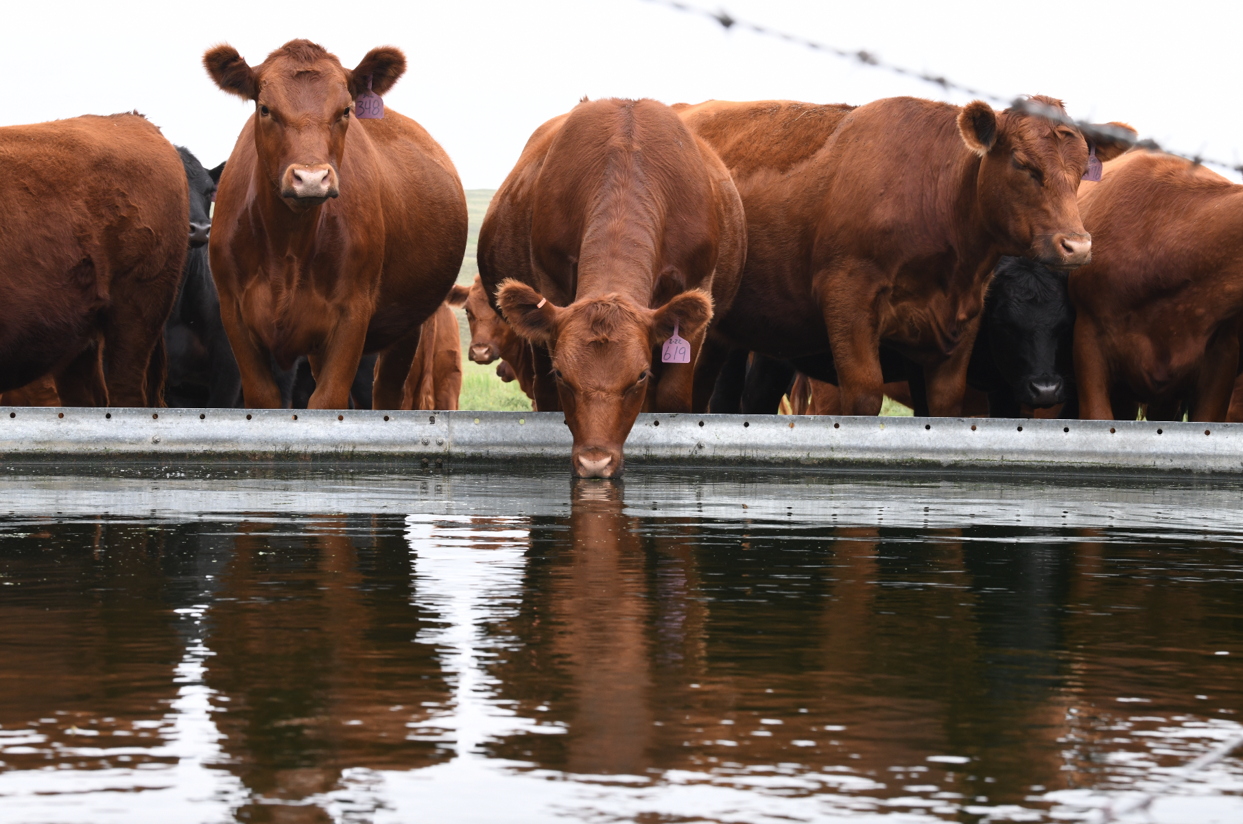 cattle at a water tank