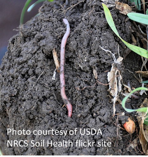 How can animal manure help my soils be healthier and more productive? | UNL  Water
