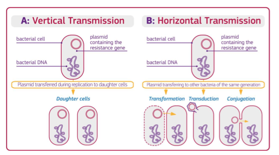 Vertical and horizontal transmission of resistance in bacteria (graphic source: Sonseverino et. al., 2018)