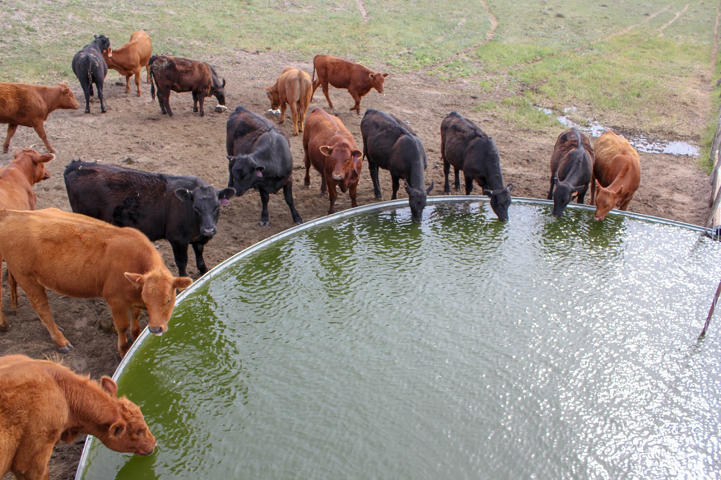 Being able to quickly identify if a problem is occurring with a water source gives producers the opportunity to respond rapidly to correct any issues. Photo credit Troy Walz.