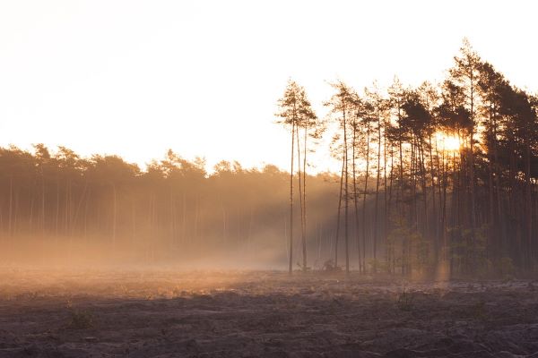 sunlight through trees and prairie