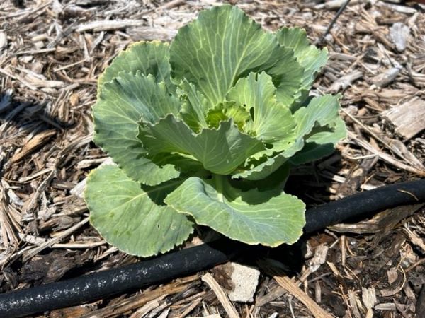 soaker hose irrigating cabbage