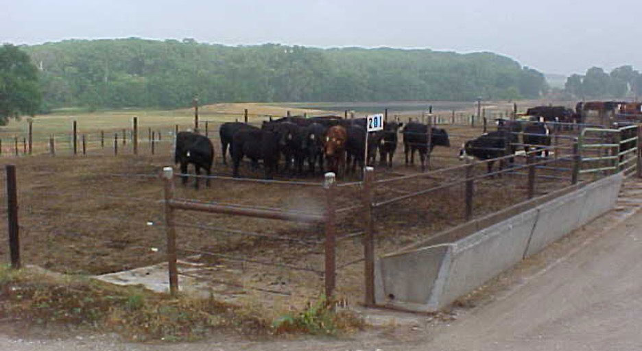  Figure 1. Crowding of cattle around waterers on hot days is common in feedlots and adds to the challenge of ensuring water access to all animals (Courtesy: Dr. Rick Stowell, University of Nebraska, Lincoln).
