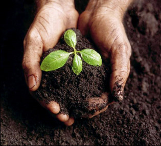Photo of hands holding a plant in soil
