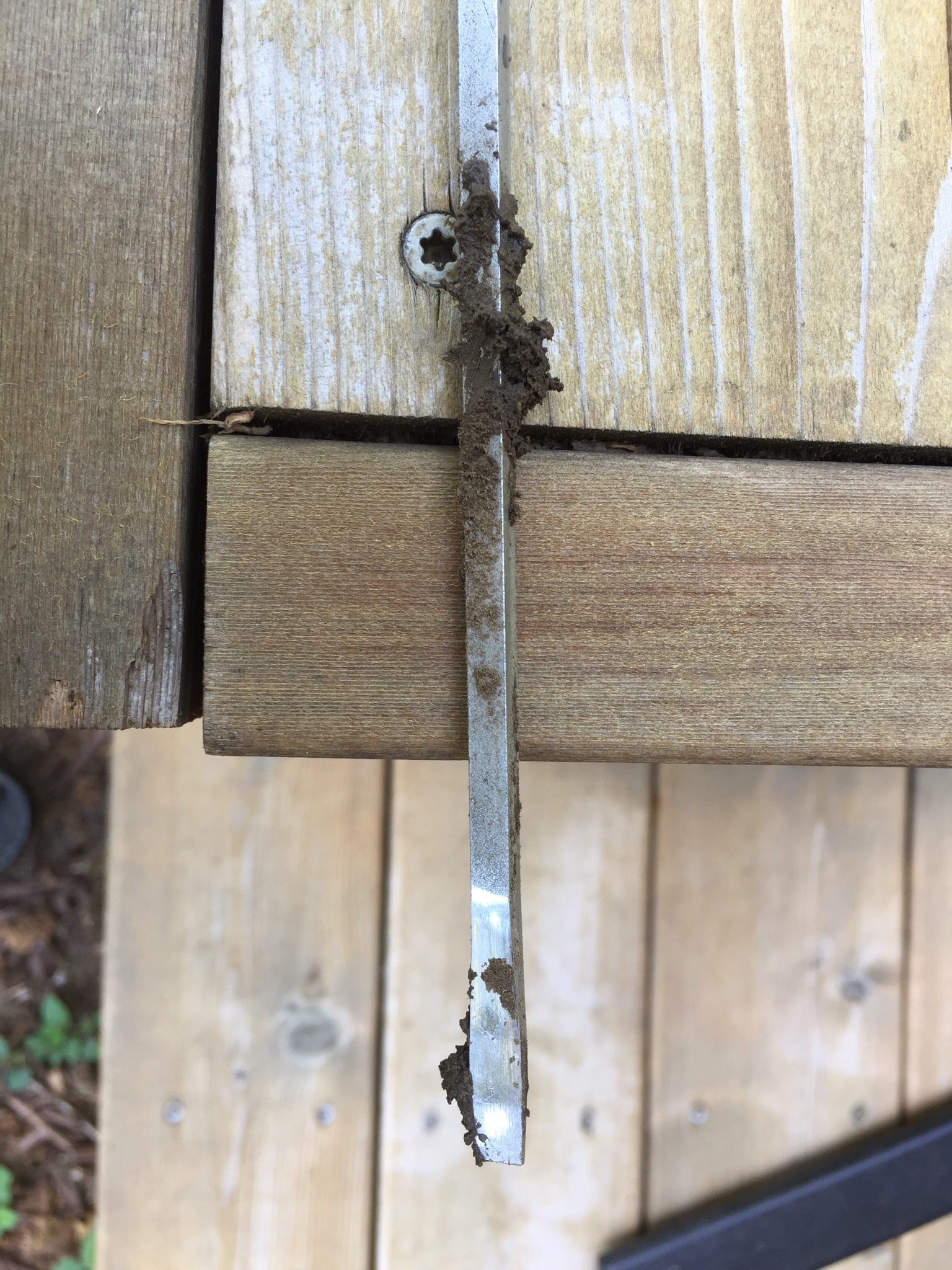 Damp soil clings to a flat head screwdriver used to test soil moisture