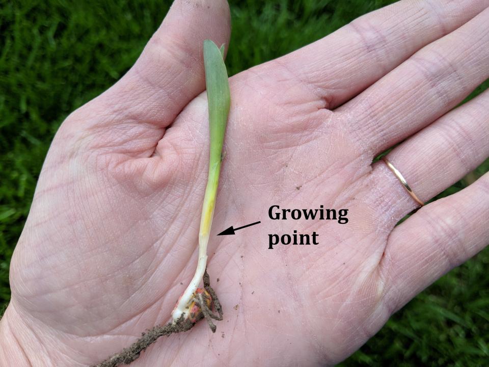 seedling in person's hand