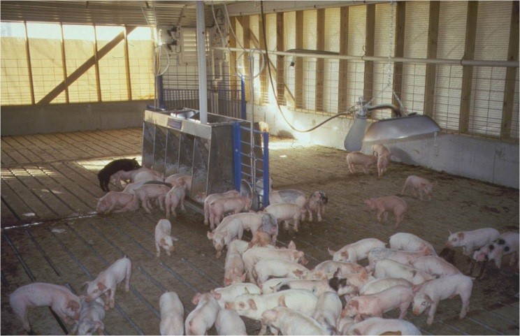young pigs in a wean-to-finish facility
